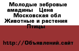 Молодые зебровые амадины › Цена ­ 300 - Московская обл. Животные и растения » Птицы   